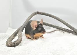 Coat should be long with nice tight curl over the entire body including curly whiskers. Pet Mice Breeds Varieties What Type Of Mice Are Your Pets Animallama