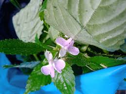 Image result for Geranium mlanjense
