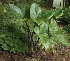 Recent dna work puts arisaema ringens in the same section as the plants listed above, which seems odd. Plantfiles Pictures Arisaema Species Cobra Lily Jack In The Pulpit Japanese Cobra Lily Arisaema Ringens By Rcn48