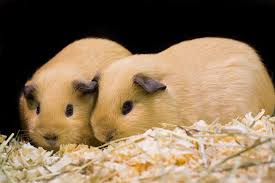 Guinea pigs (cavia porcellus) are a kind of rodent. Guinea Pig Bedding Best Choices For Health Comfort Pet Comments