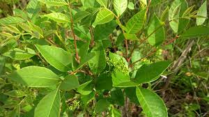 How To Treat Poison Sumac | Howstuffworks