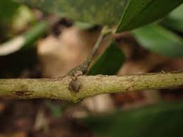 Image result for Craibia