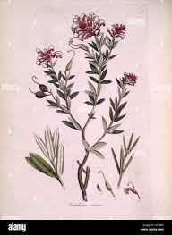 Image result for Strephonema sericeum