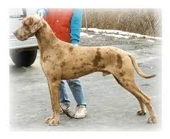 Pin By Noelle Horvath On German Mastiff Great Dane Great Dane Dogs Dane Dog