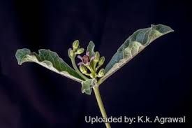 Image result for Raphionacme madiensis