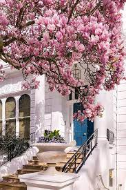 Magnolia In The Boltons London Blossom London House London