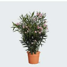 Image result for Nerium oleander