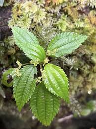 Image result for Lecanthus peduncularis