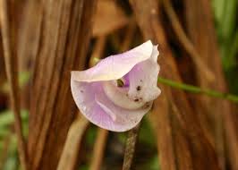 Image result for Vigna vexillata