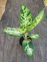 17 Best Indoor Dieffenbachia Varieties In 2020 Plants Rare Plants Perfect Plants