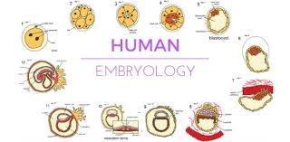 Image result for Embryology