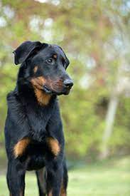 Advice on buying and care. Beauceron Breeds A To Z The Kennel Club
