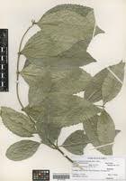 Image result for Cassipourea fanshawei