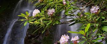 Plants trees shrubs flowers etc. Smoky Mountain Plants And Foliage Pigeon Forge Tn