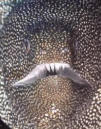 Pin By Oesterkoning Oesterman Bali Vi On Bali Diving Villa To Rent On Bali Www Villabuddha Com Underwater World Ocean Creatures Sea Creatures