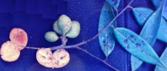 Image result for Xylopia torrei