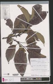 Image result for Allophylus africanus