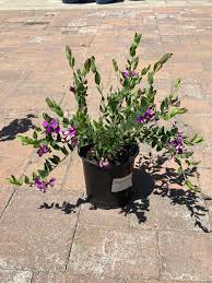 Image result for Polygala