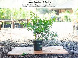 An aromatic lime, this citrus fruit is common for cooking and can be found at grocery stores across the united states. Key Lime Tree Just Fruits And Exotics