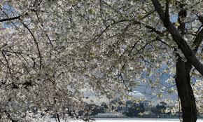 Moon valley nurseries has a wide selection of flowering trees to choose from. Early Cherry Blossoms In Washington Dc Point To Climate Crisis Trees And Forests The Guardian
