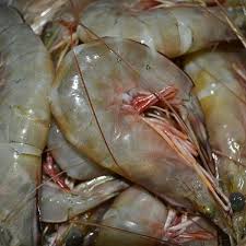 Jika anda pernah bermimpi melihat ikan cupang yang sangat besar, ini adalah pertanda baik. Jual Udang Besar Ak 45 55 Ikan Segar De Juragan Di Lapak Millemax141 Bukalapak