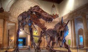 Natural History Museum Los Angeles California History History Museum Los Angeles Museum