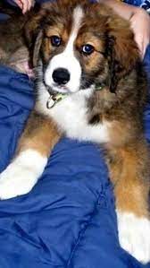 It's no secret that bernese mountain dogs are big dogs. A Great Bernese Bernese Mountain Dog Great Pyrenees Mix Mountain Dogs Great Pyrenees Dog Bernese Mountain Dog