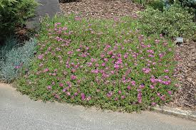 We did not find results for: Purple Ice Plant Calloway S Nursery