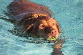 After 20+ years of business, our we provide a safe, clean, and loving environment where your pup will thrive. Woof Woof Puppy Swim Party Coming To Dc Pools Georgetown Dc Patch
