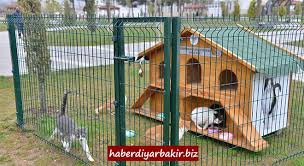 Diyarbakir Da Evsiz Kedi Kalmayacak Kedi Hayvan Kedi Evi
