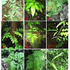 Image result for Cyathea mildbraedii