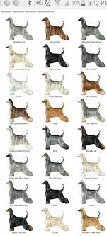 Afghan Hound Color Chart Afghan Hound Longhaired