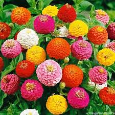 Zinnia Elegans Zinnia Elegans Lilliput Mix Butterflies And Hummingbirds Love Them In 2021 Zinnia Flowers Flower Seeds Zinnias