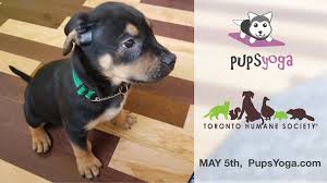 We encourage you to visit our service webpages for updates and/or new safety protocols that have been put in place. Toronto Humane Society Meets Pupsyoga Pupsyoga