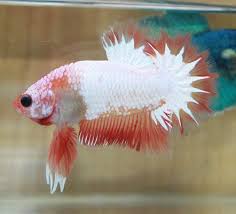 Class A Fancy Platinum Orange Dragon Male Betta Fish Fish Pet Betta