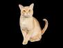 European Burmese Cat Breeders: Fanciers Breeder Referral List