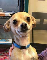 Chihuahua Dog For Adoption In Amarillo Tx Adn 817791 On Puppyfinder Com Gender Male Age Young Chihuahua Puppies Chihuahua Chihuahua Dogs