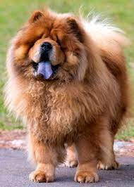 chow chow chiens chow chow chowchow chiot grands chiens