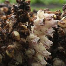 Image result for Micrargeriella aphylla