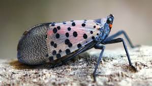 Black And White Spotted Moth Pa Spotted Lanternfly States Urge Citizens To Report Sightings Of Invasive Insect Hitchhiker Flying Lantern Insects Pests
