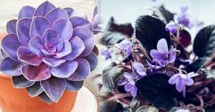 15 Lindas Plantas Moradas Que Le Daran Un Toque De Color A Tu Hogar En 2020 Plantas Moradas Plantas Plantas De Poca Luz