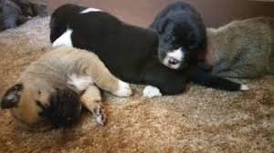This is a black male great dane adoption in minneapolis mn posted on oodle classifieds. Akita Great Dane Puppies For Sale In Lindsborg Kansas Classified Americanlisted Com
