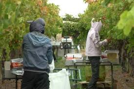 Takde sebab untuk korang bayar orang yang carikan kerja kat australia. Kerja Petik Buah Di Australia Posts Facebook