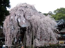 Cerisier Du Japon Shidarezakura Souvent Compare Au Saule Pleureur A Cause De Ses Branches Souples Qui Re Cascade De Fleurs Arbre Pleureur Saule Pleureur