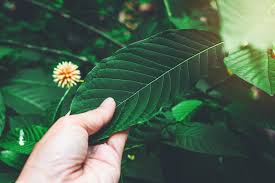 It's commonly used by people who practice yoga, meditation, and guided imagery. Why Is Kratom A Great Stress Reliever