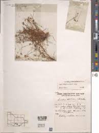 Image result for Isolepis sp.no.1