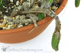 Removing cactus stem rot in layers. How To Save A Rotting Cactus Plant Get Busy Gardening