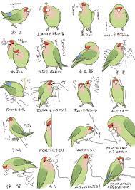 まったくモー助さんのツイート https t co e7uanr12jd ここ見ててなんでインコないのって思ったので自分で描きました https t co gbofe4agnz ペットの鳥 可愛い鳥のまとめ 動物