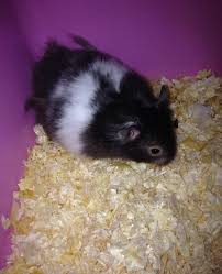 My boyfriend and i just bought a syrian long haired hamster five days ago. Long Haired Black And White Male Syrian Hamster Tonbridge Kent Pets4homes