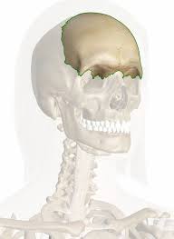 The jaw often protrudes significantly from the rest of the face, which is known as prognathism. Frontal Bone Human Skull